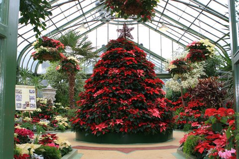 Pontsettia Christmas Tree - Niagara Parks Floral Showcase
