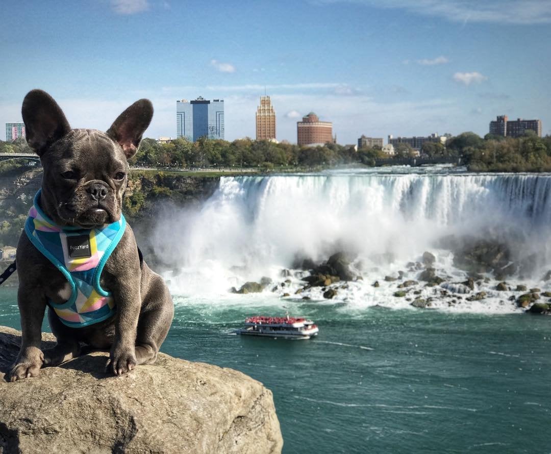 Visiting Niagara with Pets | Niagara Falls Canada