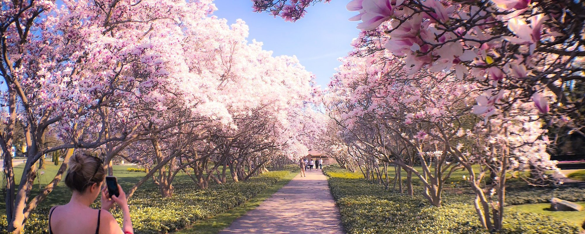 Pink trees