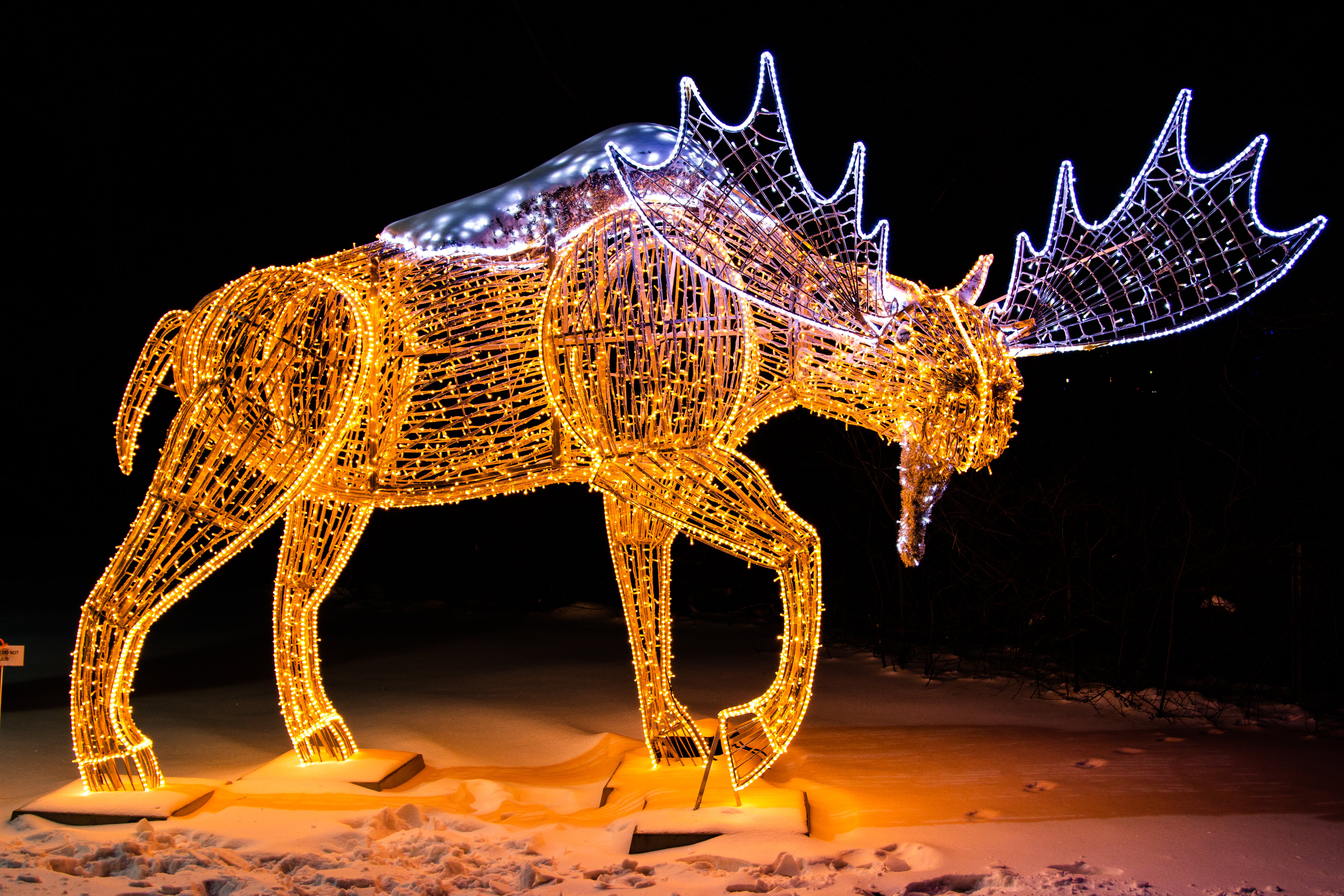 Moose