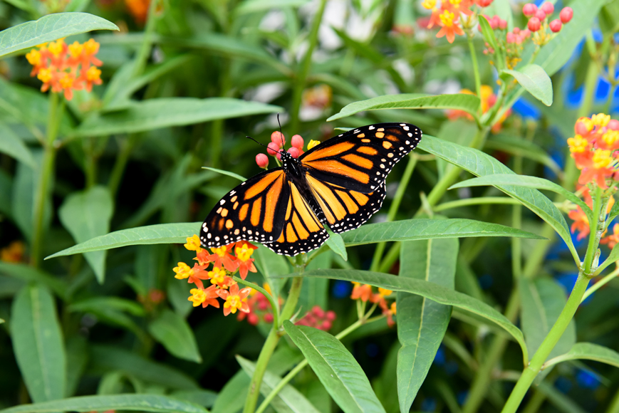 butterflies