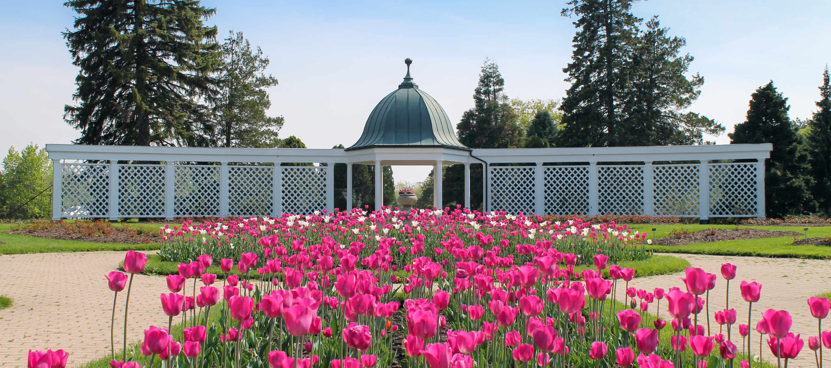 Spring Bloom 