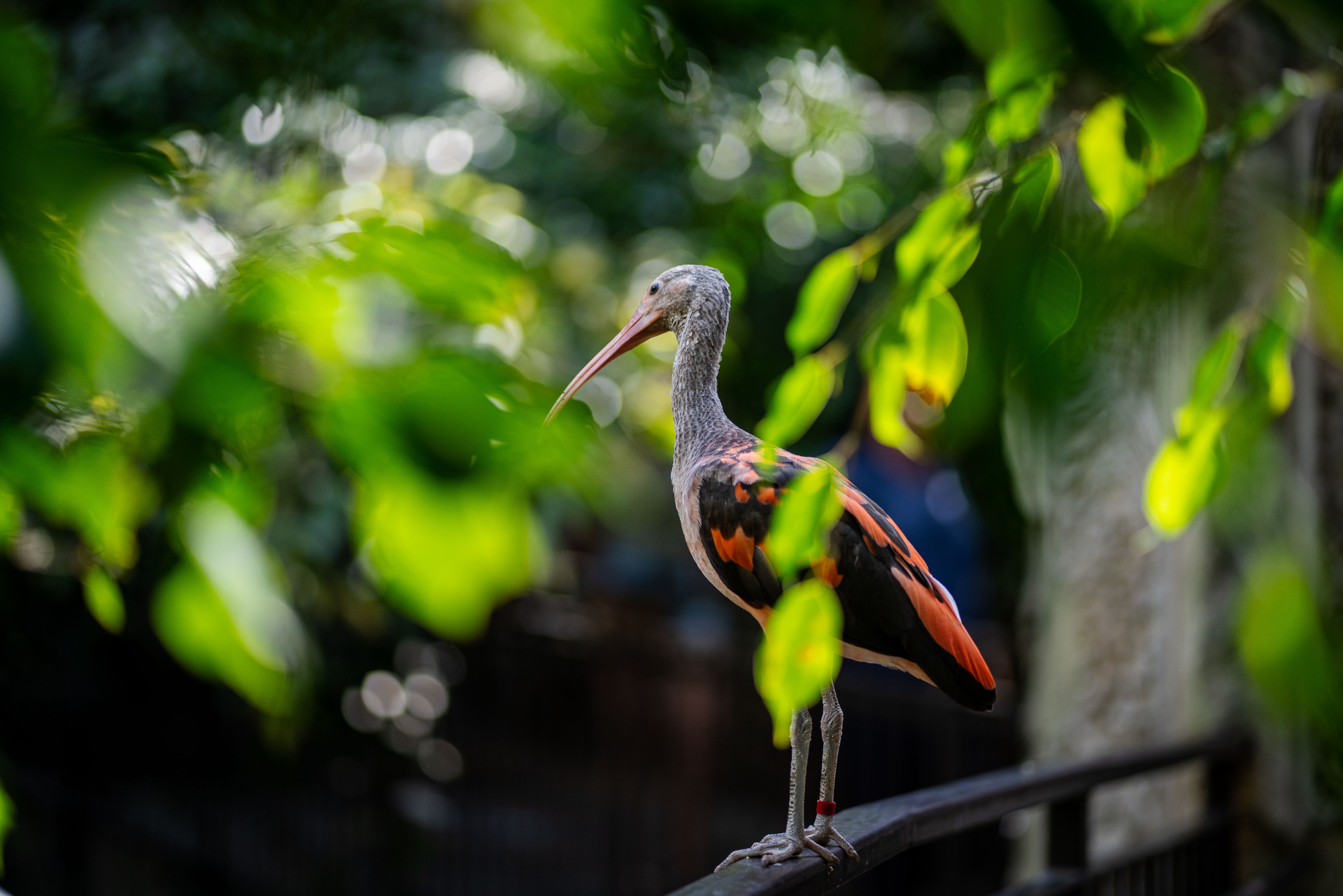 Bird Kingdom