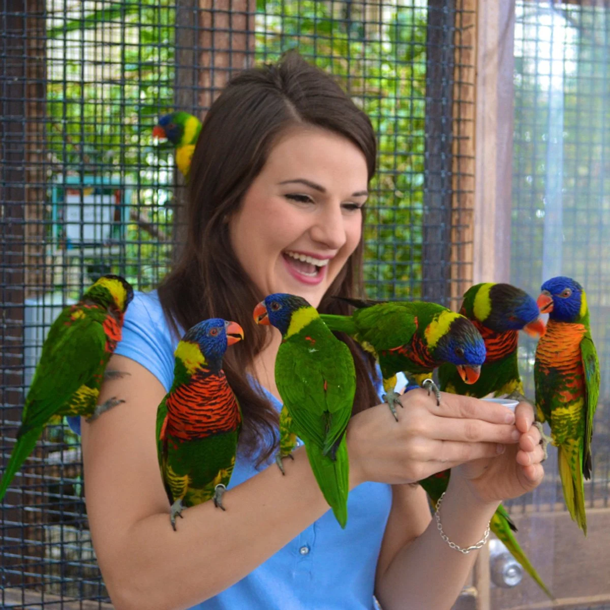 Bird Kingdom
