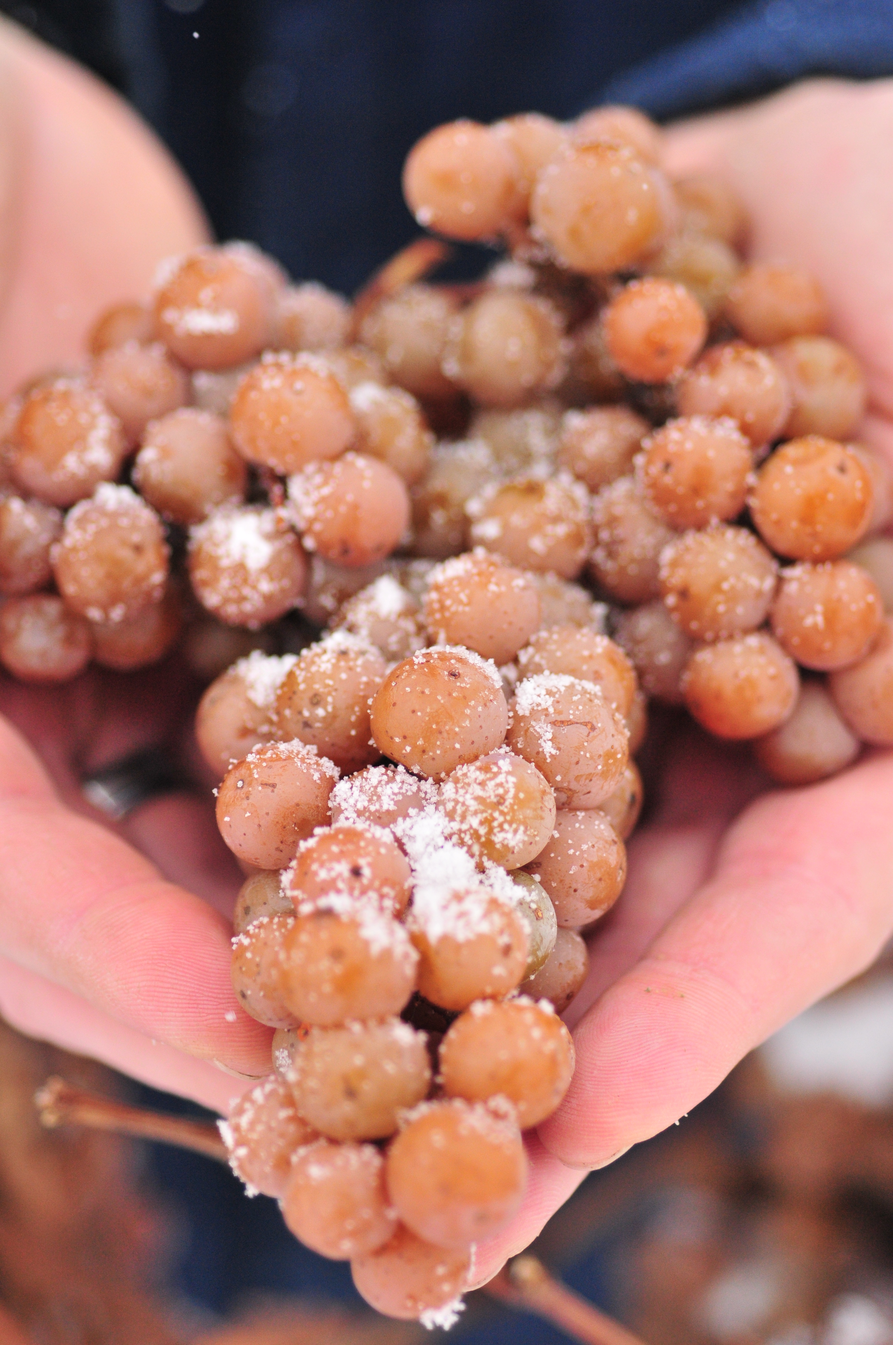 Frozen grapes for Icewine