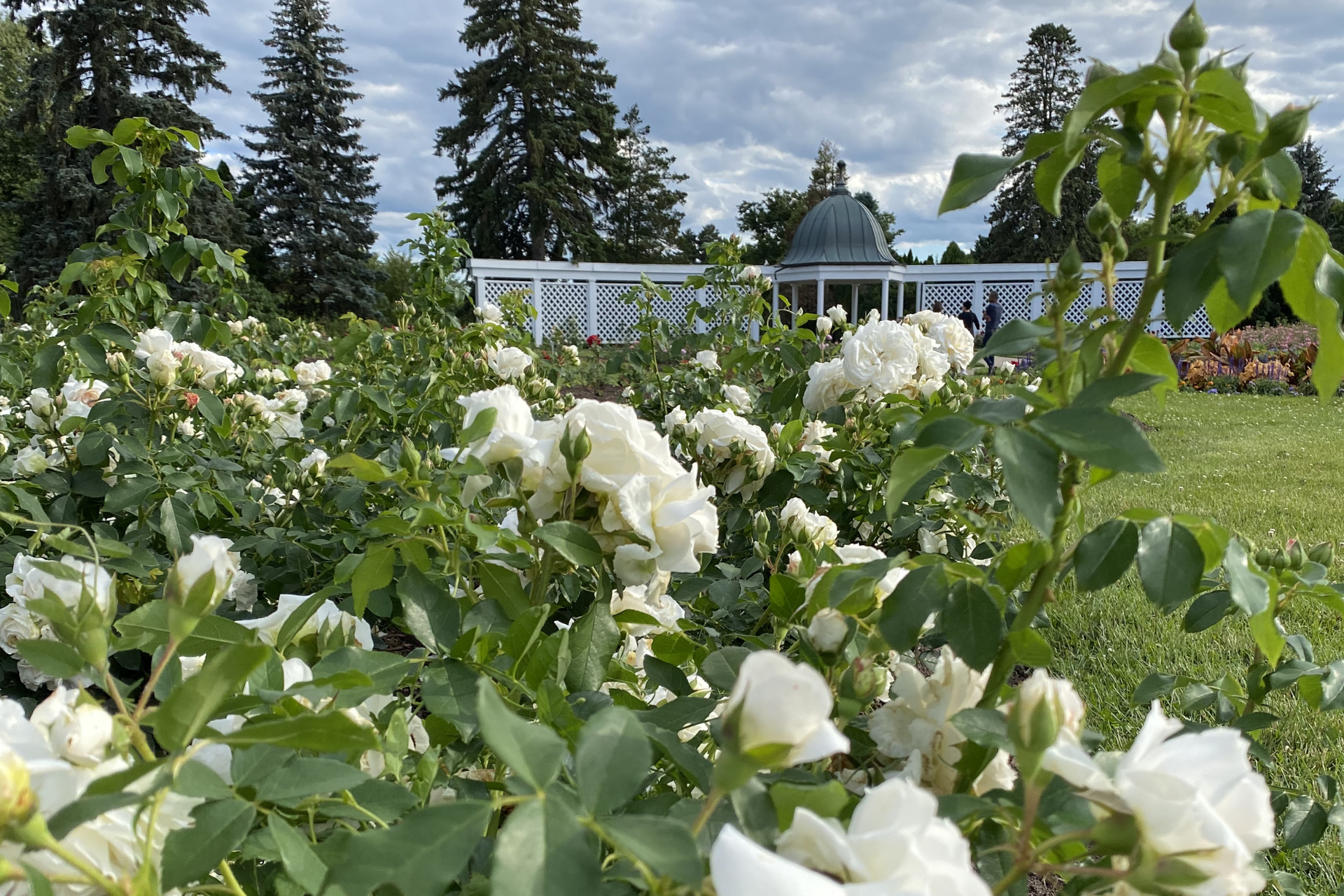 Roses at Botanical Gardens