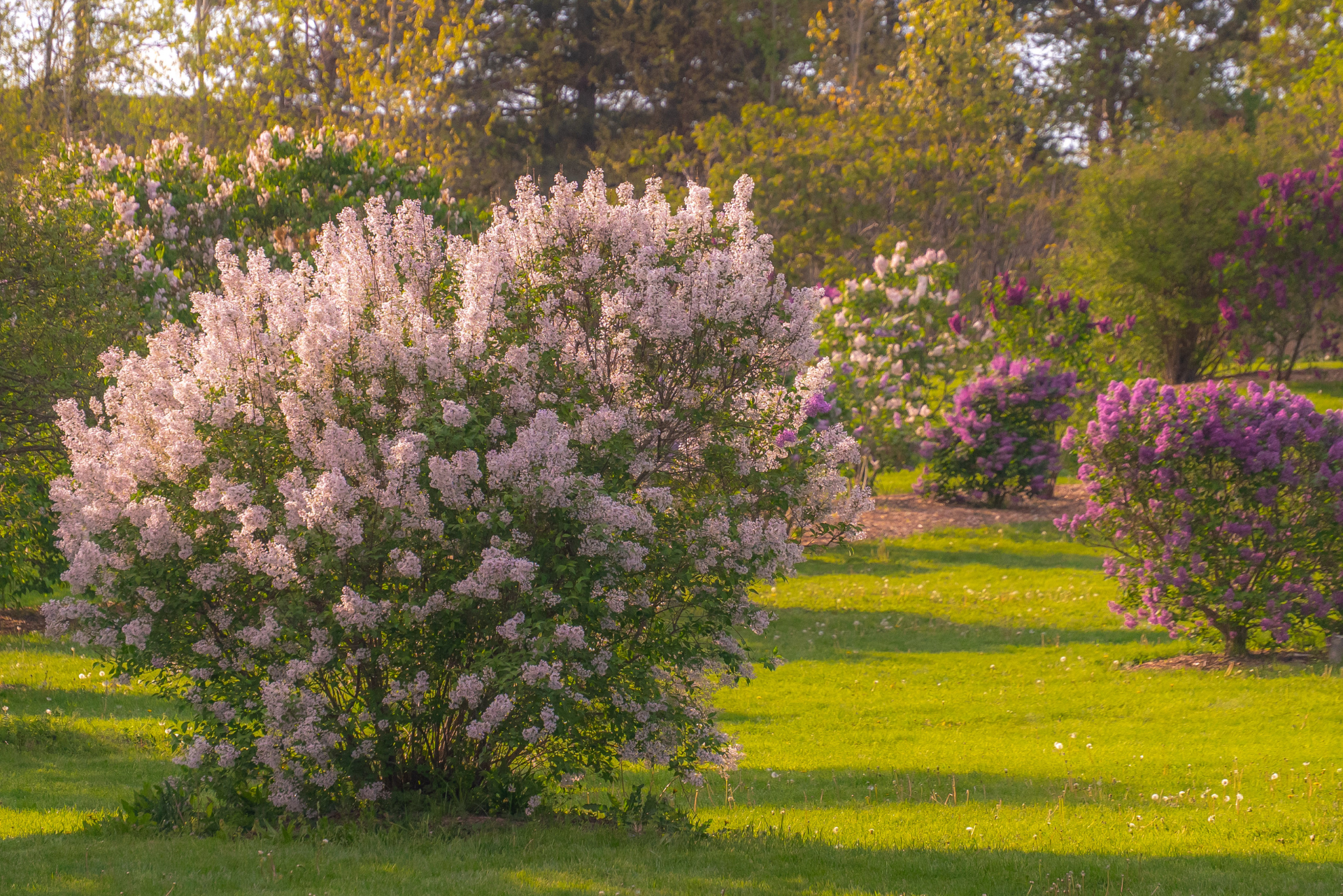 Centennial Lilac Garden