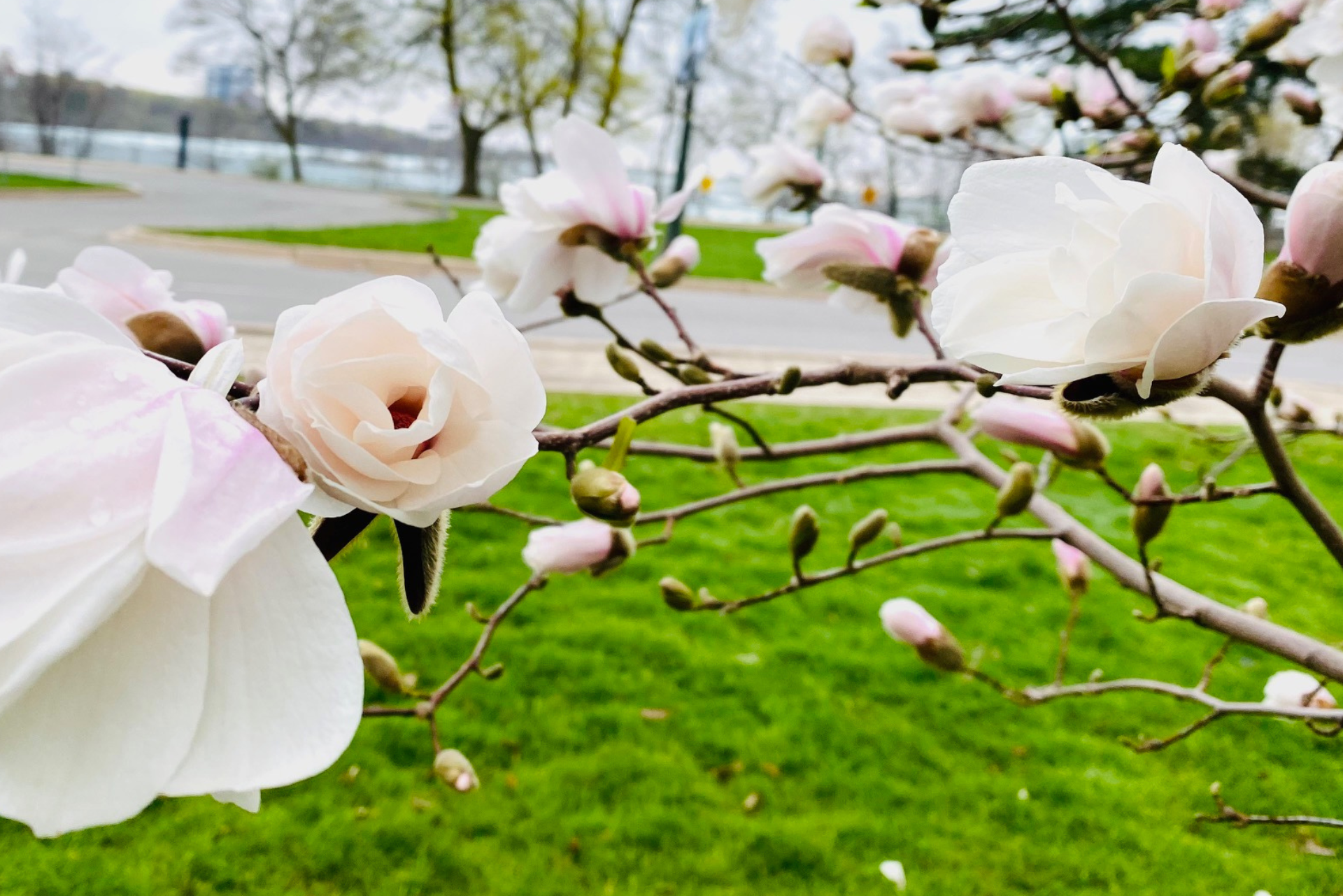 Roses at  Queen Victoria Park 