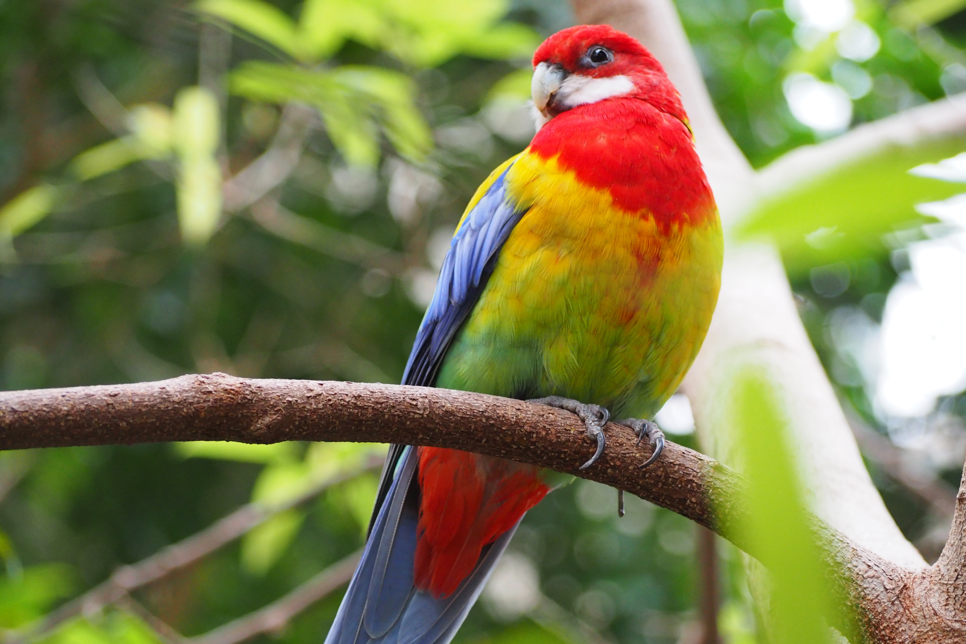 Bird Kingdom 