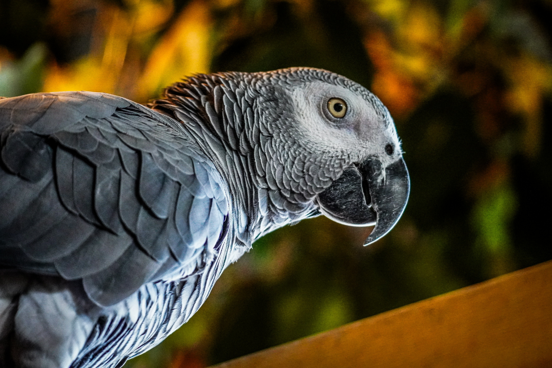Bird Kingdom