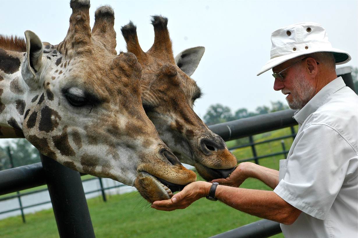safari