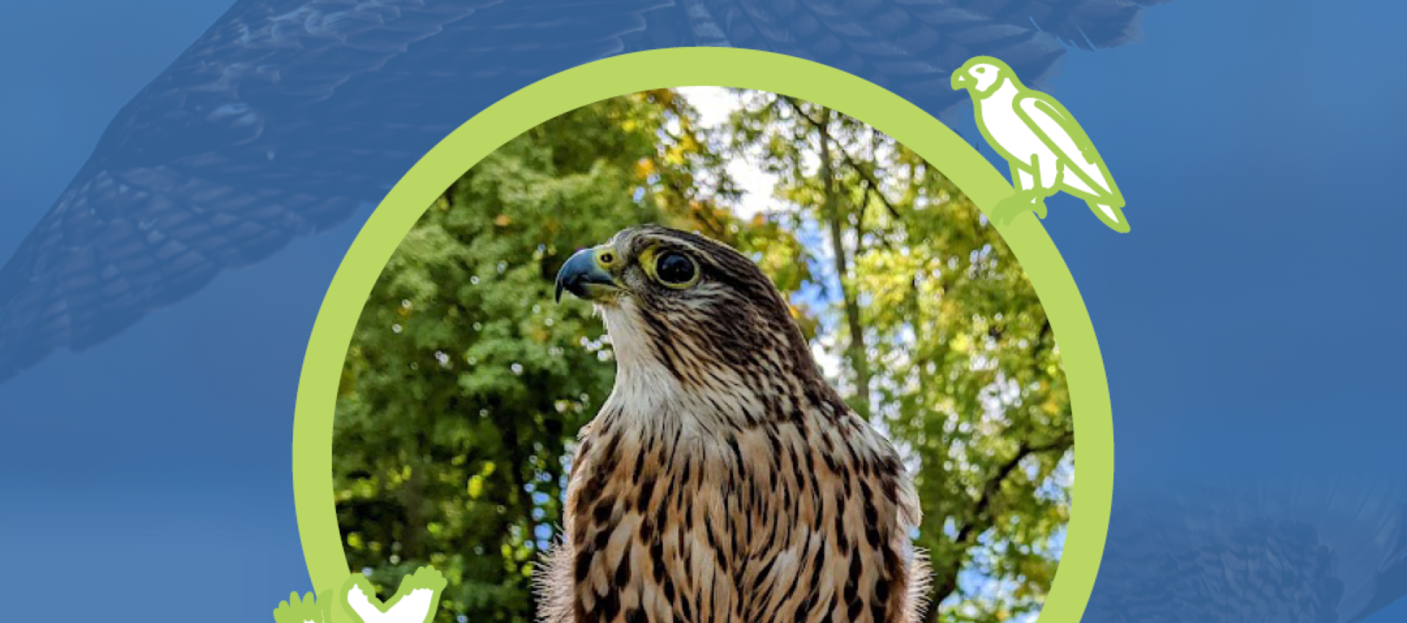 PD Day: Birds of Prey with Mountsberg Conservation