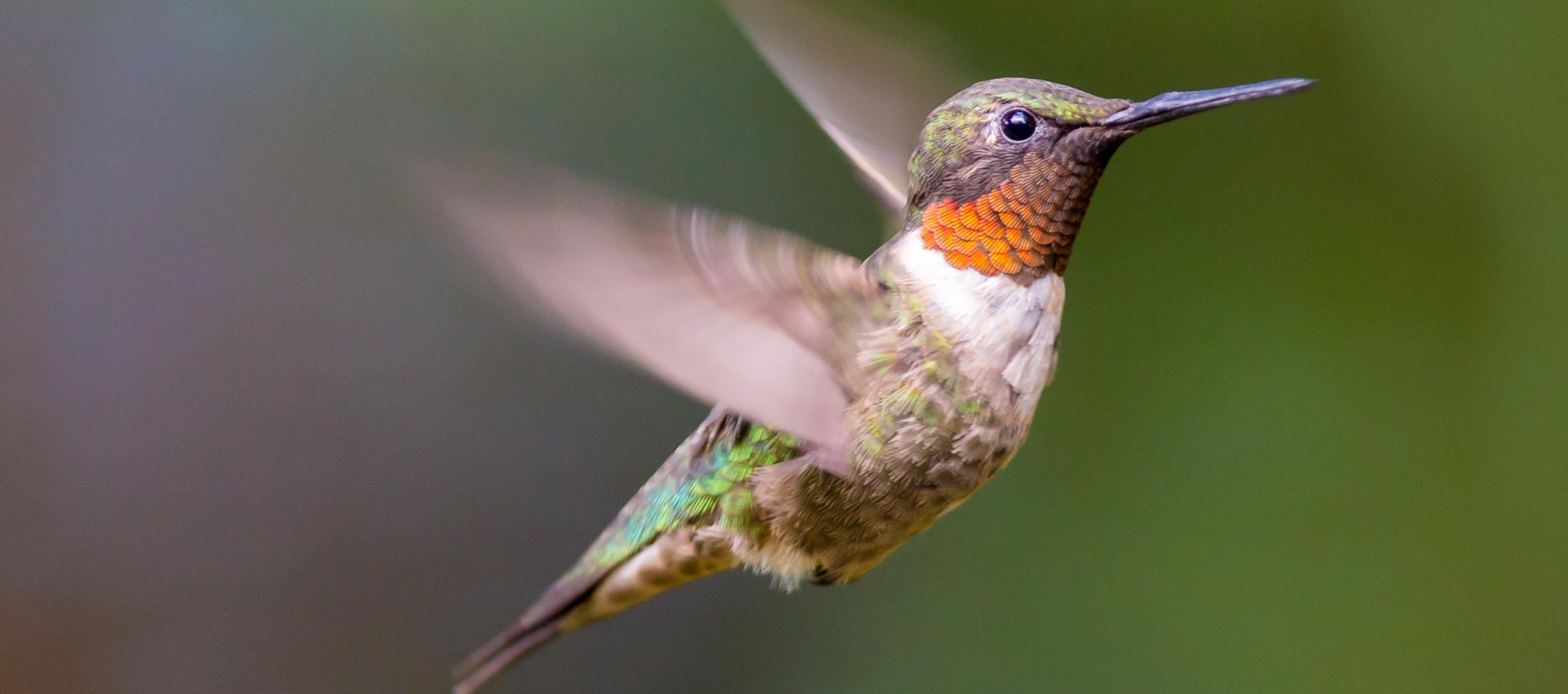 hummingbird