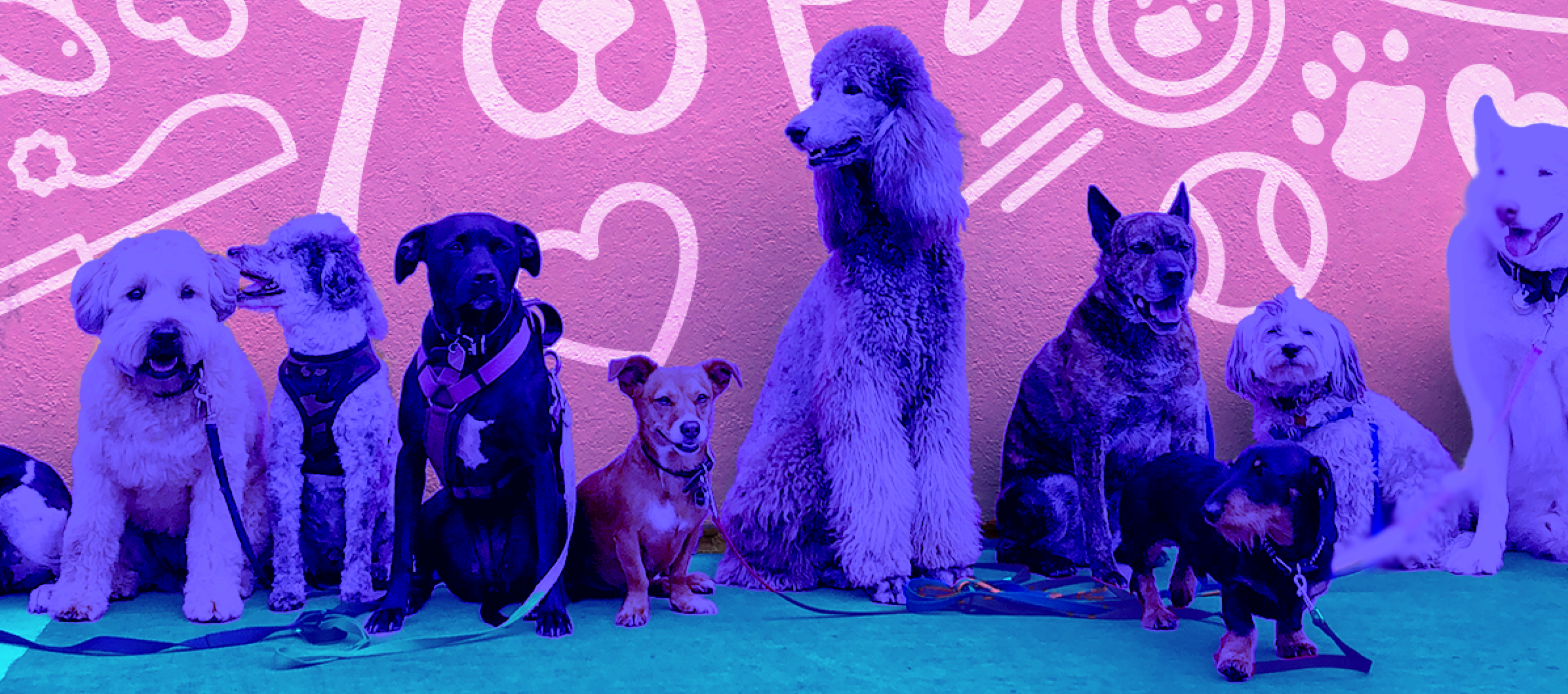 Paw’p Up Shop: Pet + Vendor Market