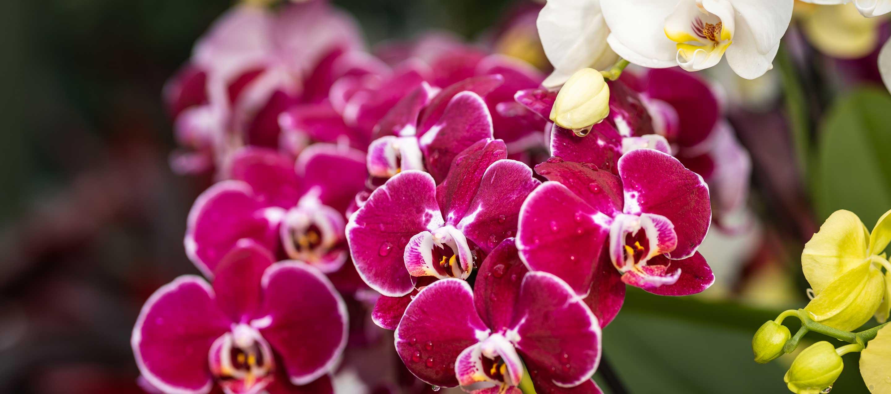 Orchid Show