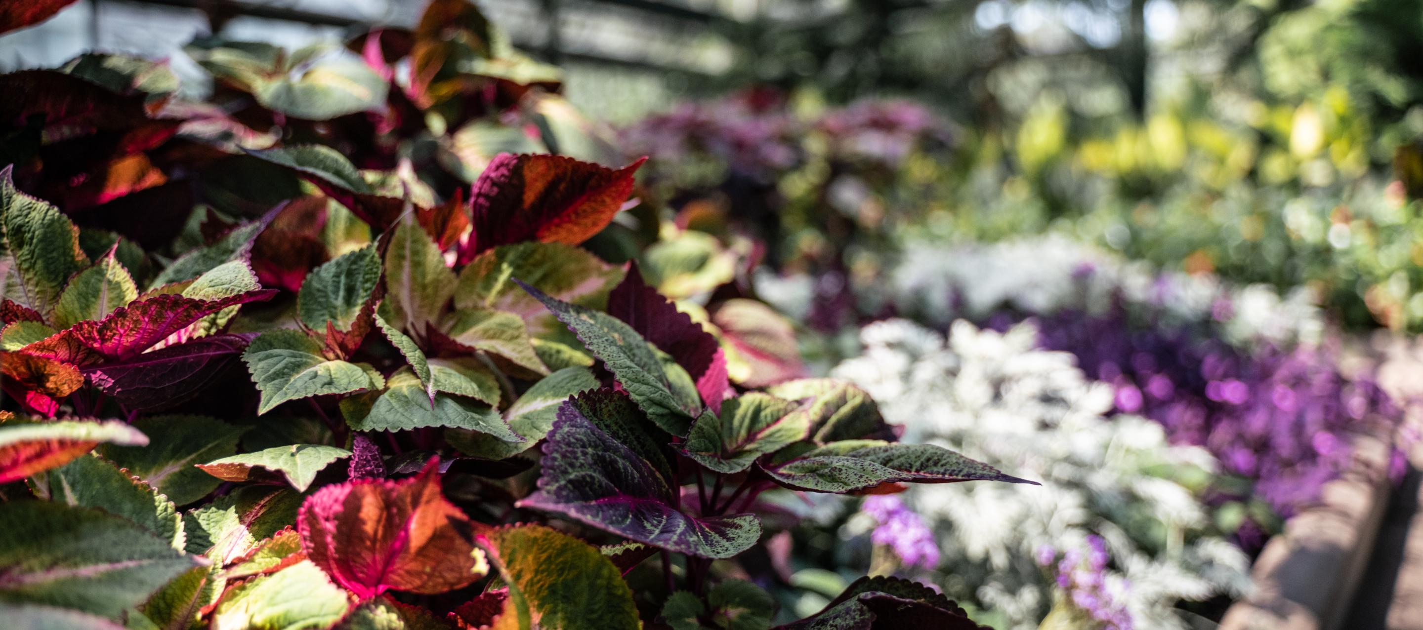floral showhouse