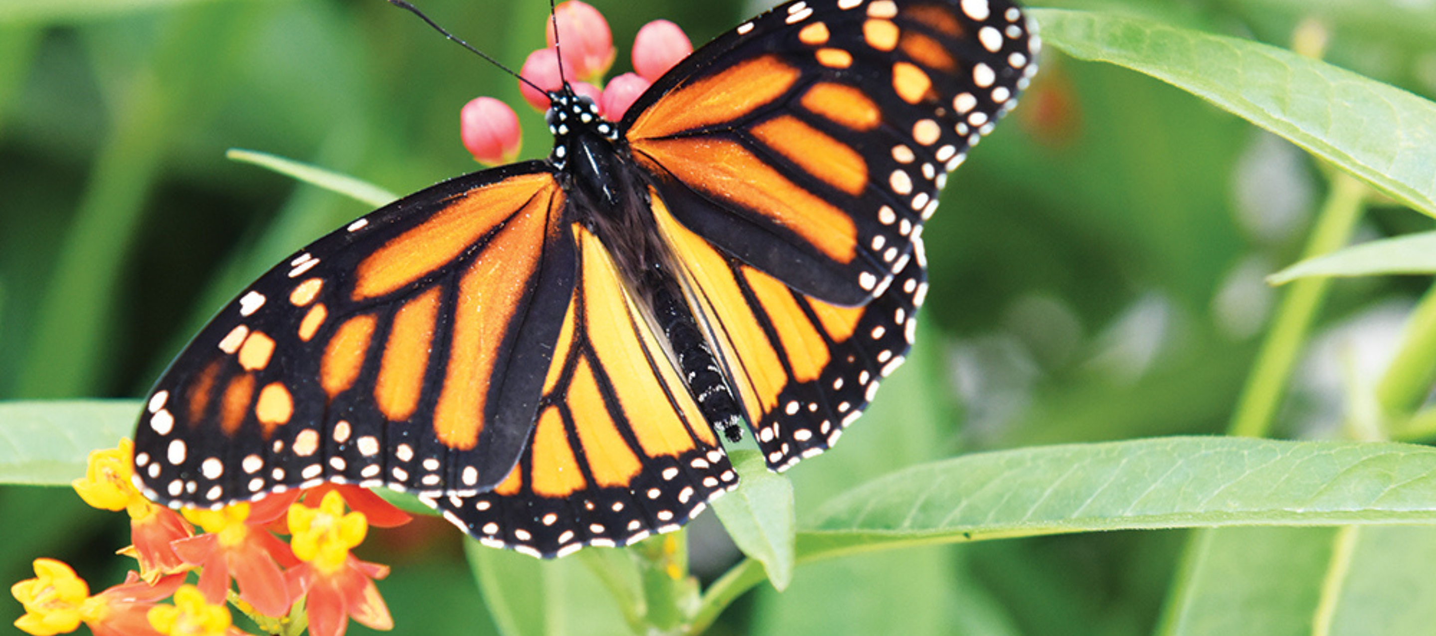 Majestic Monarchs