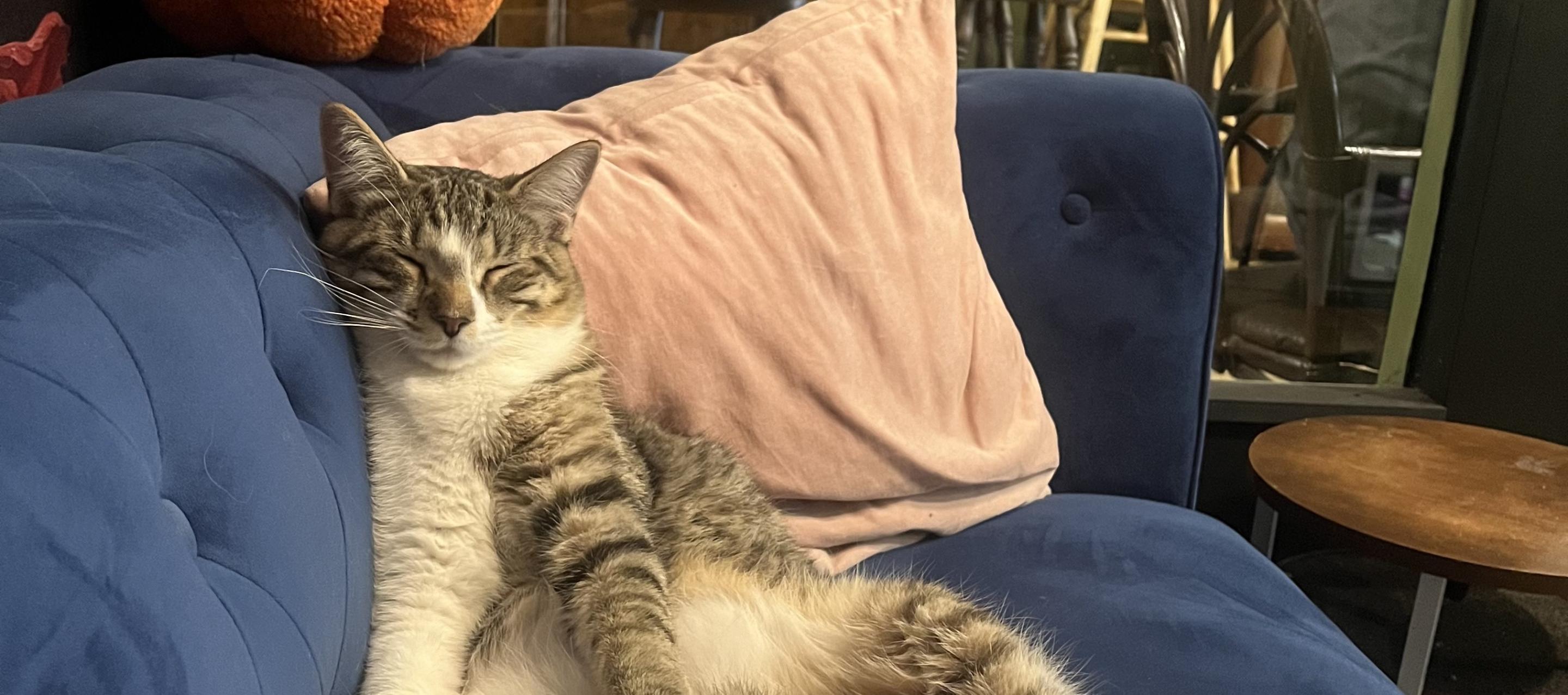 Niagara Falls Cat Cafe