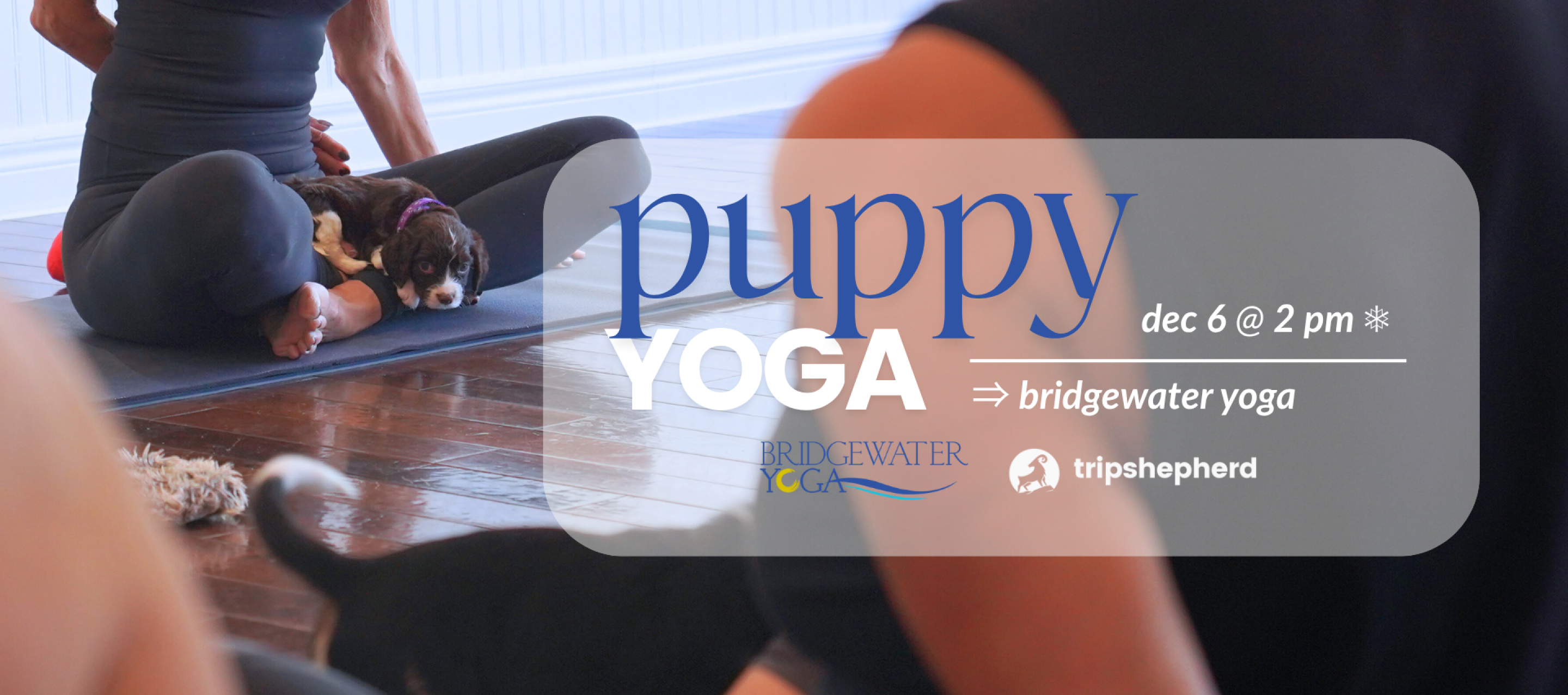 Puppy Yoga