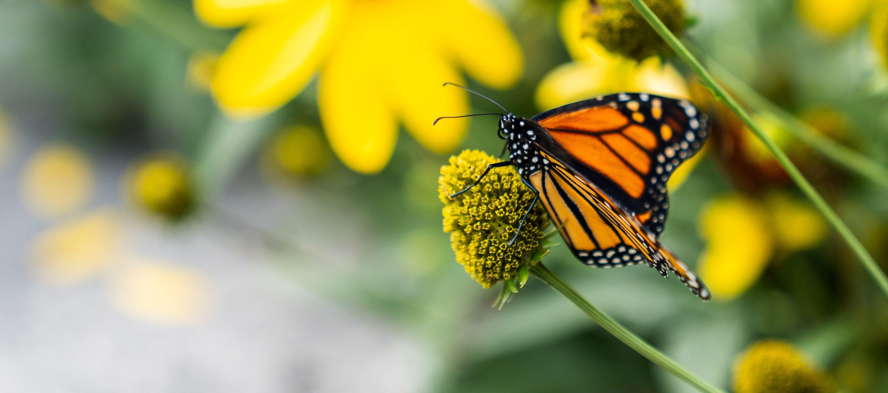 Majestic Monarchs Butterfly Tag & Release Event