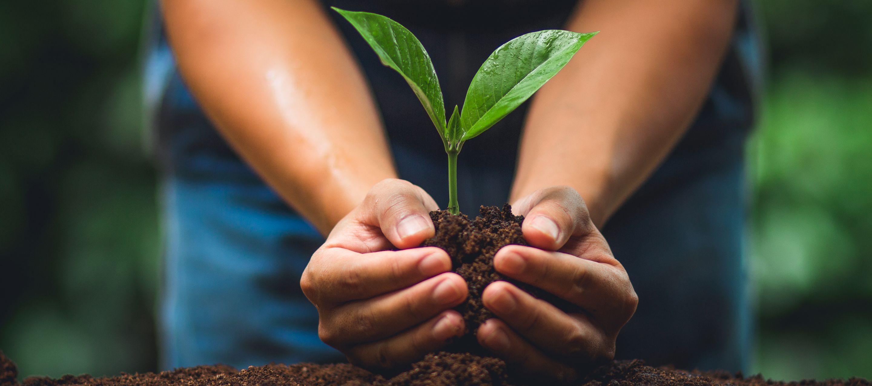 Community Tree Planting Day