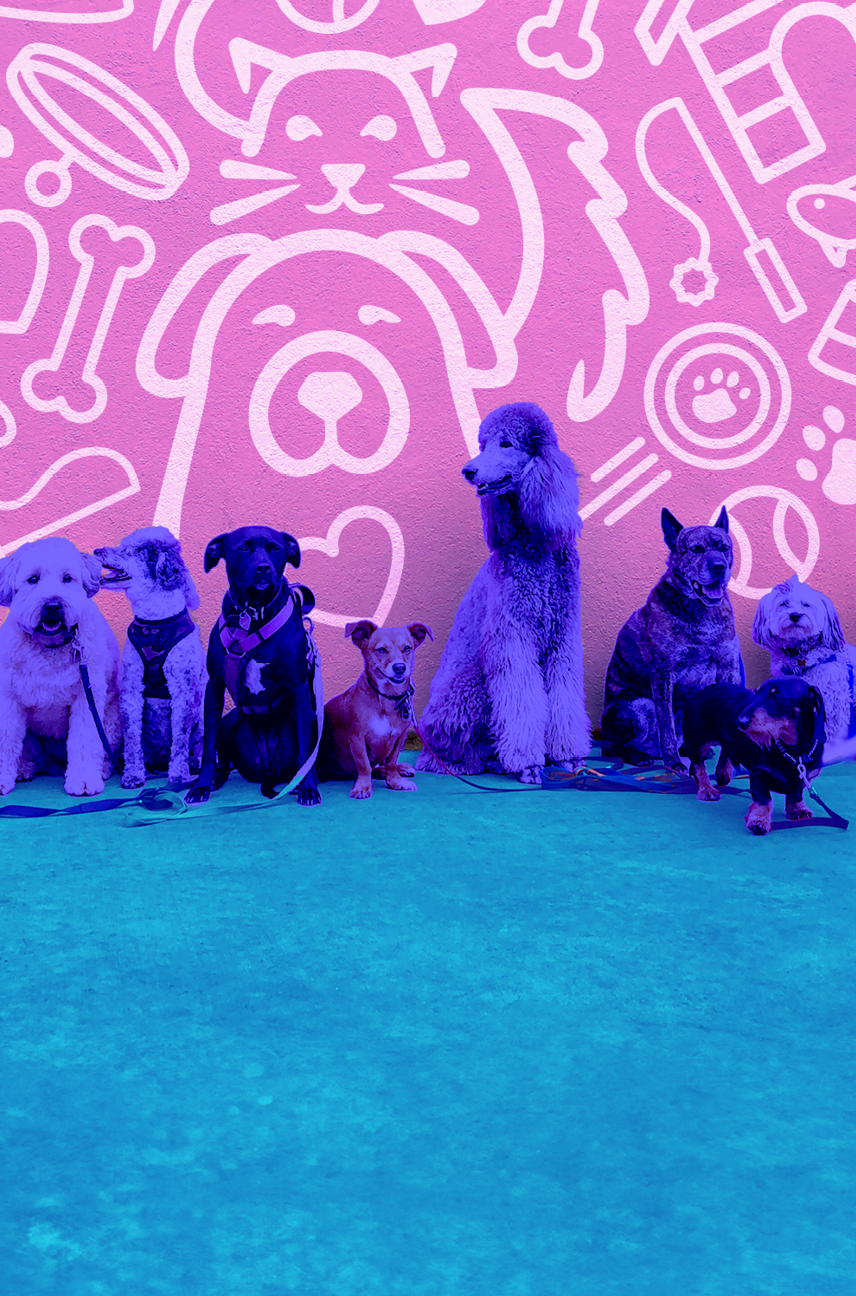 Paw’p Up Shop: Pet + Vendor Market