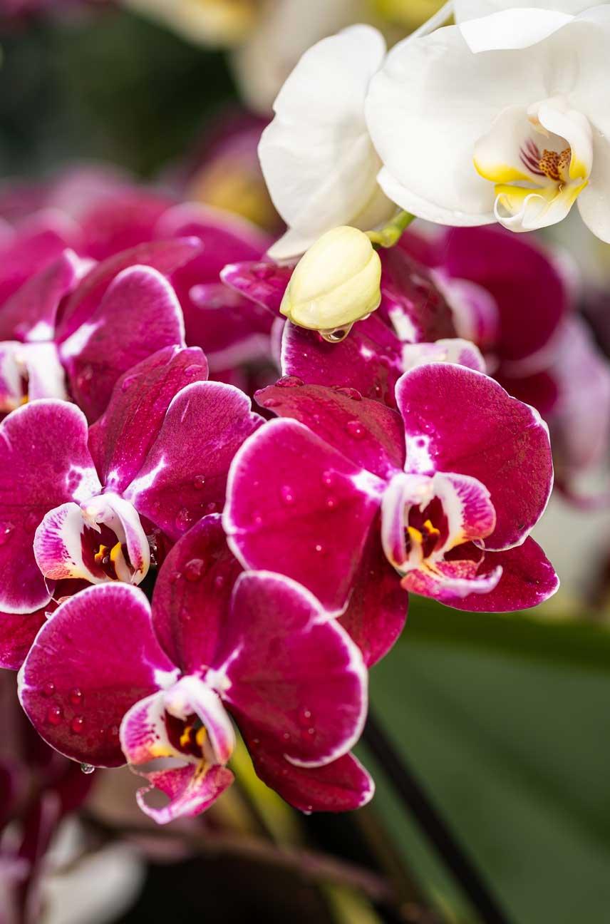 Orchid Show