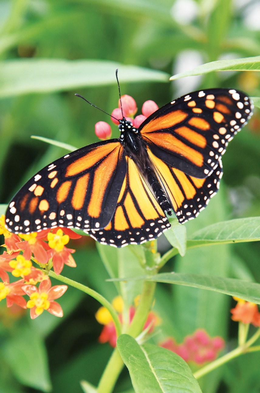Majestic Monarchs