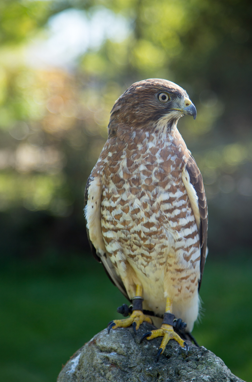 PD Day: Birds of Prey with Mountsberg Conservation