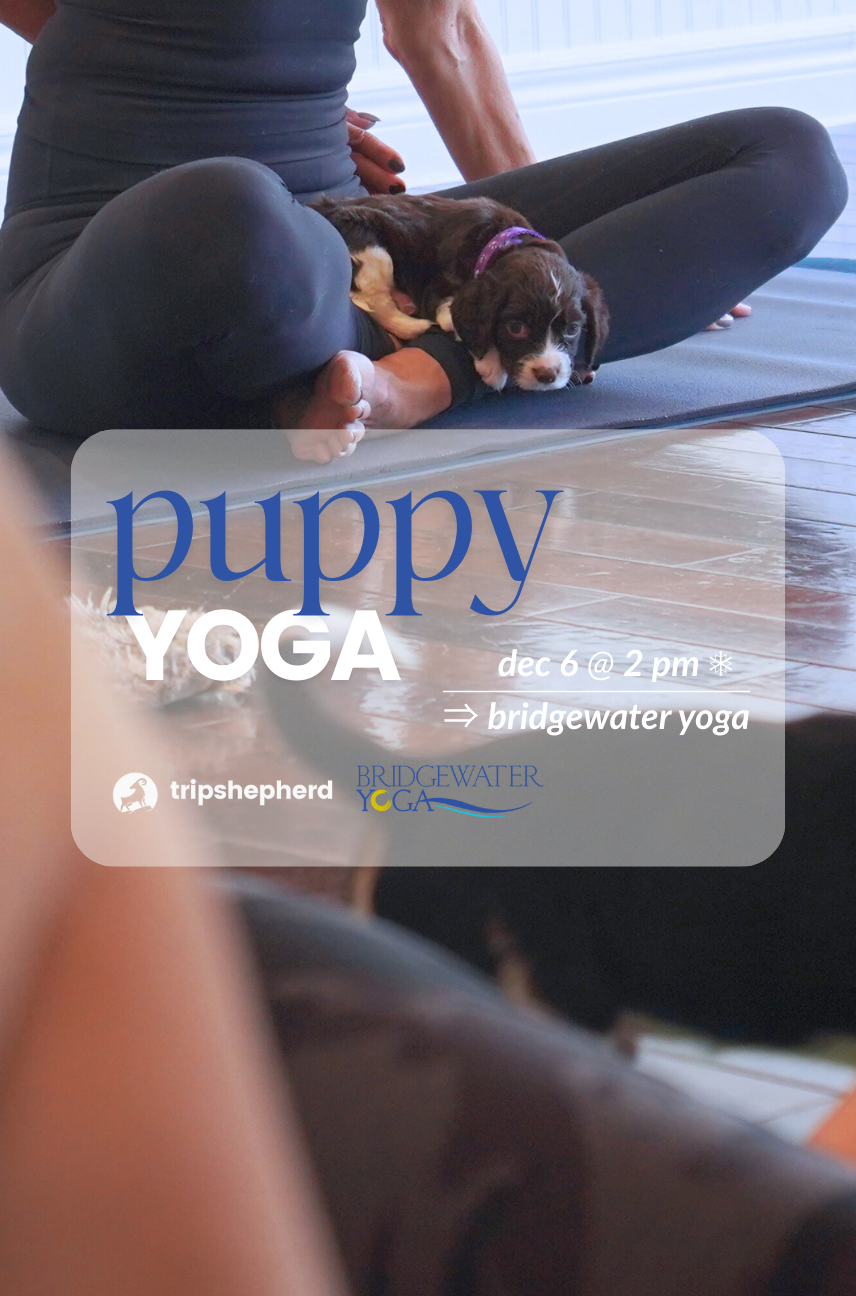 Puppy Yoga