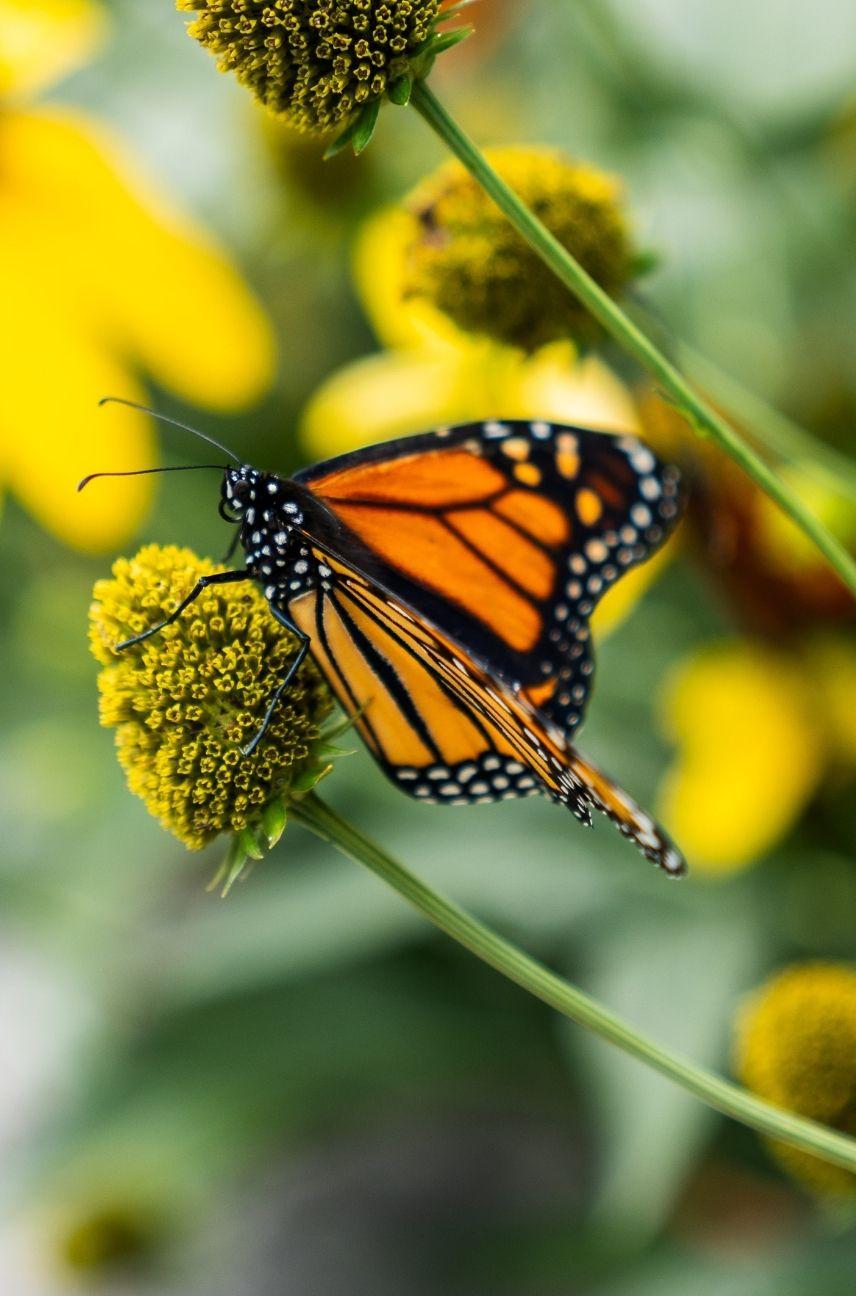 Majestic Monarchs Butterfly Tag & Release Event