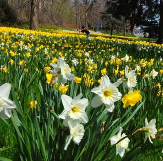 Queen Victoria Park