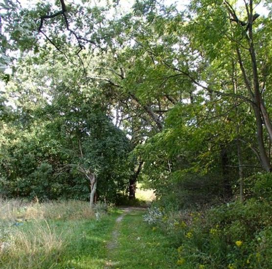 Paradise Grove