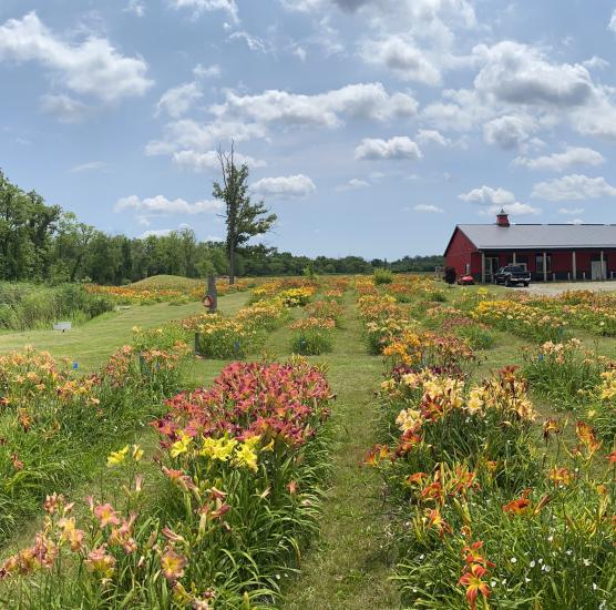 Dynamic Daylilies