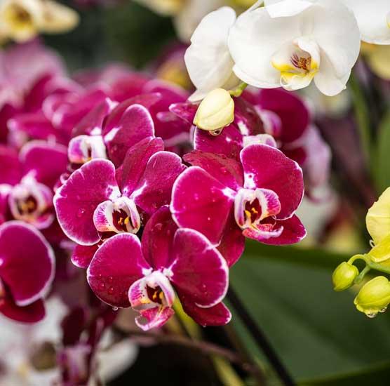 Orchid Show
