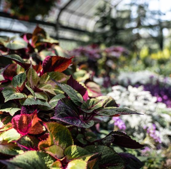 floral showhouse