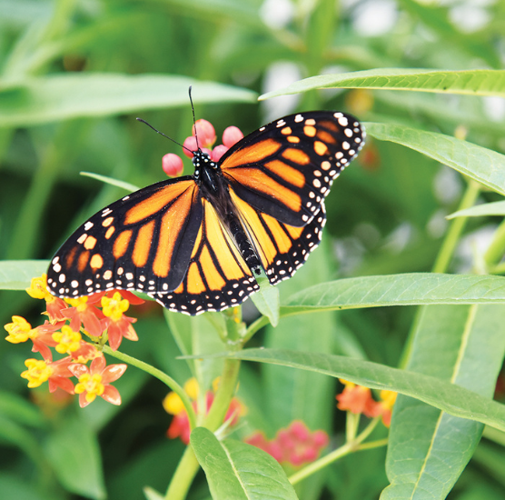 Majestic Monarchs