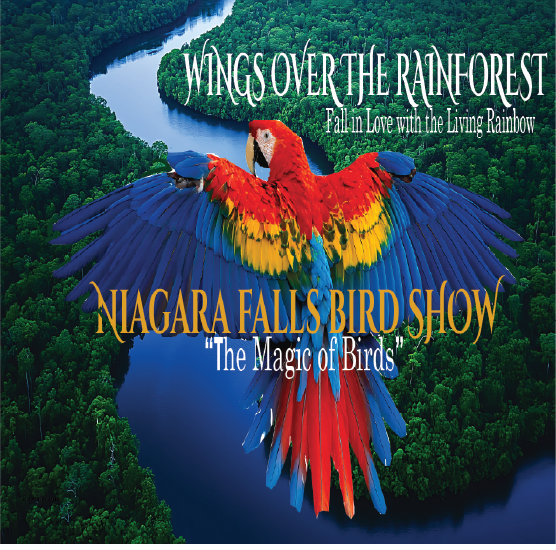 Wings Over the Rainforest