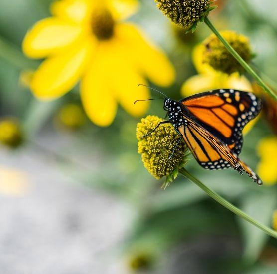 Majestic Monarchs Butterfly Tag & Release Event