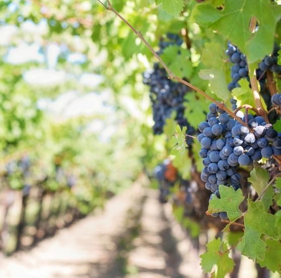 Niagara Wine Festival