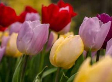 Top 5 Gardens to Visit in Niagara Falls
