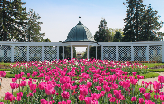 Spring Bloom 