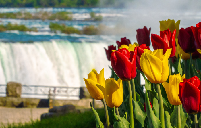 Spring Bloom Guide