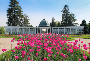 Spring Bloom