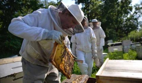 Bee Experience