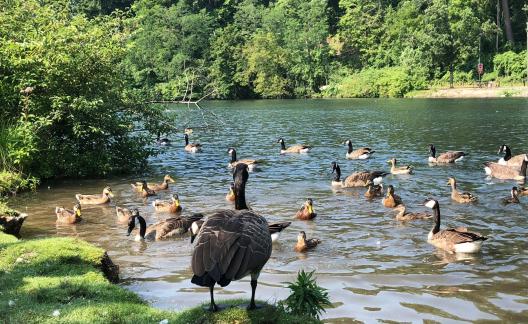 geese