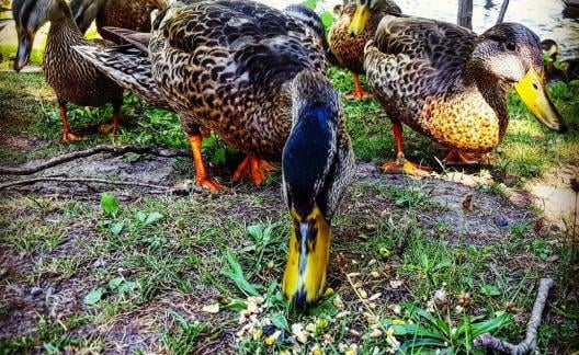 ducks