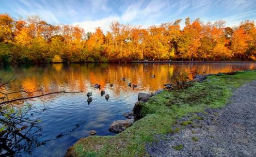 autumn trees